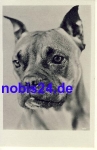 Young boxer dog *ca.1950