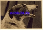 Jagdhund *ca.1950