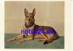 Shepherd *ca.1935