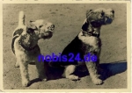 Schnauzer dog o 1942