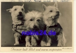 White Highland Terrier o 1939