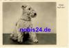 Fox Terrier *ca.1950