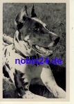 Mastiff dog photo card *ca.1950