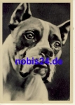 Young boxer dog *ca.1940