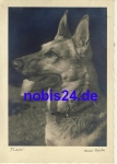 German shepherd *ca.1940