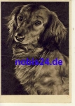 Dackel o 1948