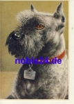Schnauzer dog *ca.1950