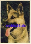 German Shepherd * around 1950