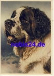 Saint Bernard dog *ca.1950