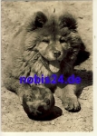 Chow Chow dog o ca.1965
