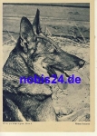 German shepherd *ca.1940