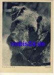 Giant Schnauzer *ca.1940