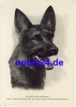Shepherd *ca.1940