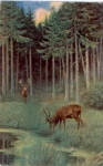Deer in the forest when grazing, artist's card, o May 20, 1926