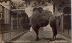 Camel Zooligischer Garten Berlin * approx. 1920