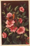 Butterfly seated on flowers o 1.8.1963