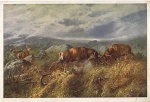 Deer Fighting Artist's card * ca. 1930