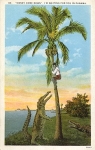 Crocodiles under a palm tree with a colored man on top * ca.1920