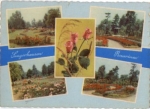 06526 Sangerhausen, Rosarium gebr. 2.8.1961