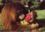 Dresden Zoological Garden Monkey Orangutan *ca. 1980