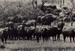 Wasserbüffel in Krüger National Park *ca. 1960
