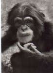 Monkeys Young chimpanzees o 10.7.1978