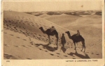 Camels in the desert o February 27, 1917