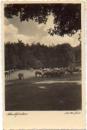 Schafherde auf der Weide * ca. 1930