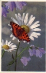 Butterfly on Magarithen flower br. 5/3/1960