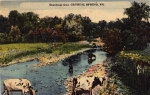 Pennsylvania Crystal Spring PA cows by the water o 9/6/1948