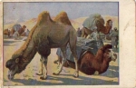 Camel caravan artist card *ca. 1910