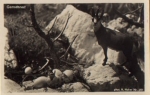 Chamois nest * ca. 1930