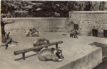 01968 Senftenberg bear kennel in the city park * approx. 1960