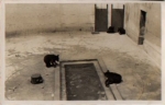 Bears in the zoo real photo * 1925