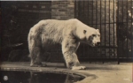 Polar bear in the zoo, real photo * approx. 1930