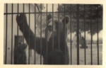 Brown bear real photo * approx. 1940