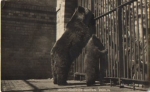 Brown bear with cubs born circa 1930