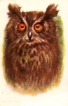 Owl, tawny owl artist card o approx. 1987