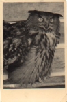 Owl, eagle owl, real photo * approx. 1940 no classifications