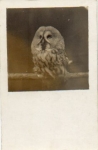 Owl sitting on branch, real photo used. 9/30/1916