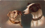 One dog growls after the second dog is used. circa 1910