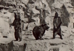 Kamchaka bears, Tierpark Berlin Zoo, gebr. January 24, 1974