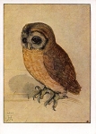 Owl Little Owl Artist Card Sign. Albrecht Dürer * approx. 1950