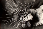Radiant fire fish * approx. 1980