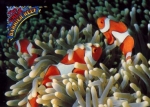 Annemon fish in the Great Barier Reef * ca. 1980
