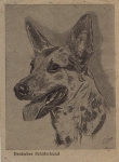 German shepherd, artist card gebr. 5/16/1951