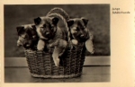 Young shepherd dogs in a basket * ca. 1960