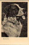St. Bernard dog * approx. 1960