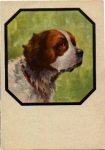 St. Bernard Dog artist card W. Mirker *ca. 1950