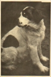 St. Bernard dog real photo * ca. 1930